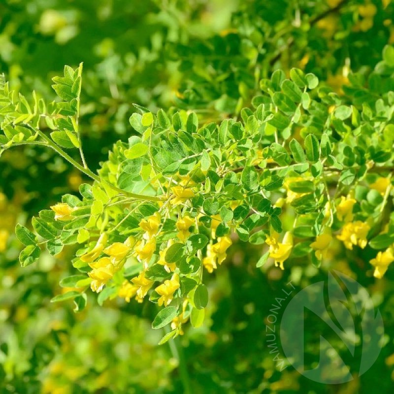 Siberian Pea Tree (Caragana Arborescens) 15 seeds (#66)