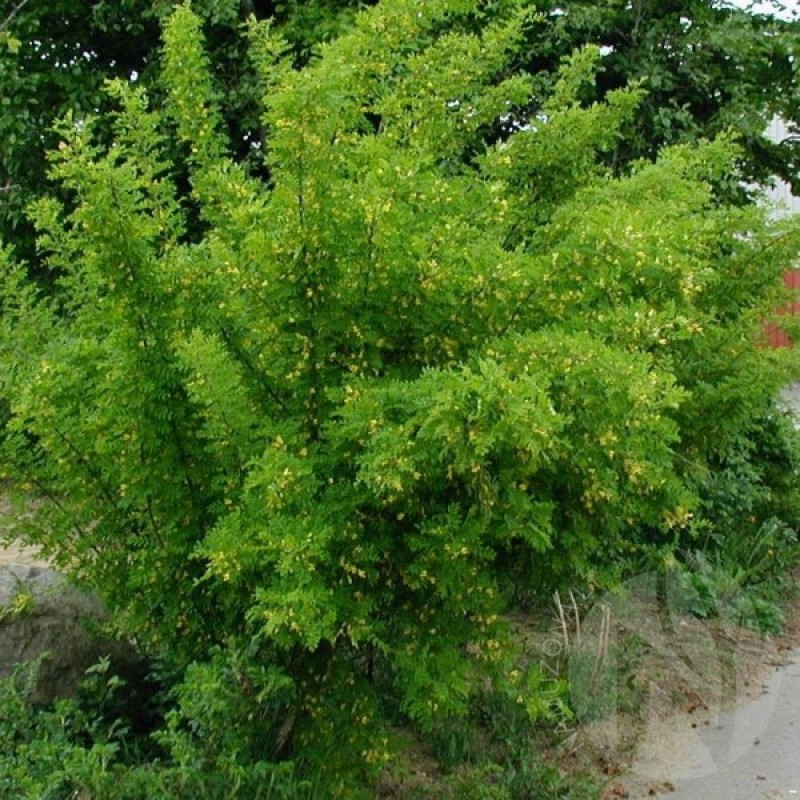 Siberian Pea Tree (Caragana Arborescens) 15 seeds (#66)