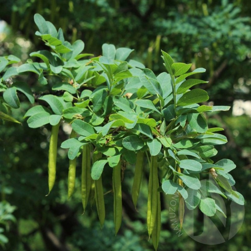 Žirnmedis paprastasis (Caragana Arborescens) sėklos - 15 vnt. (#66)