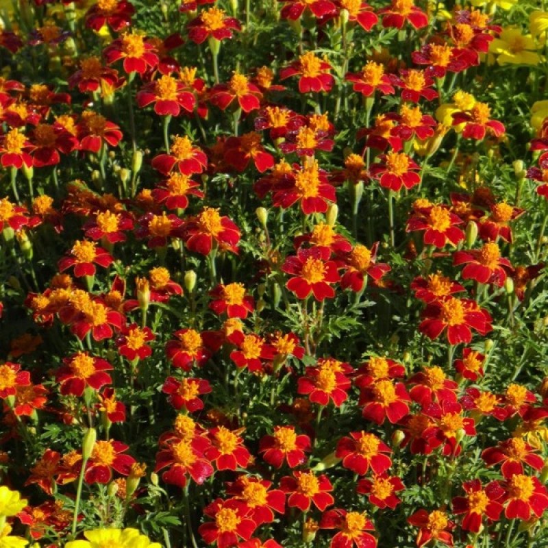 Signet Marigold (Tagetes tenuifolia Paprika) 100 seeds (#2226)