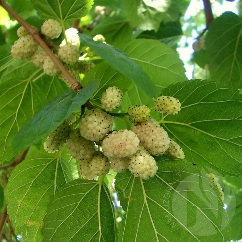 White Mulberry (Morus Alba) 50 seeds (#28)
