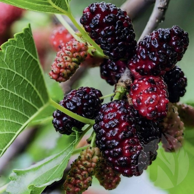 Black Mulberry (Morus Nigra) 50 seeds (#276)