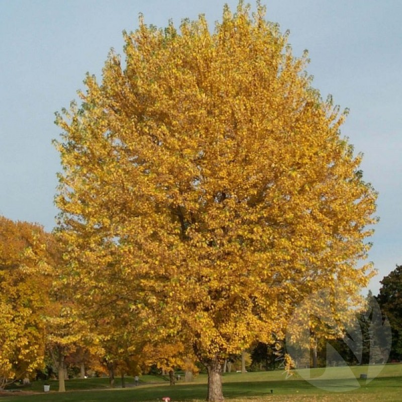 Silver Maple (Acer Saccharinum) 15 seeds (#383)
