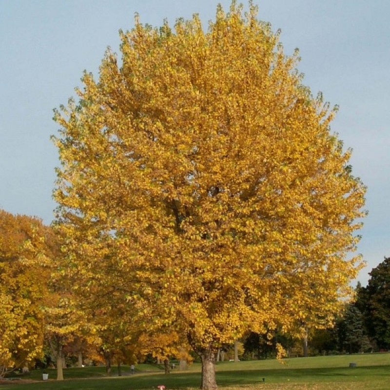 Silver Maple (Acer Saccharinum) 15 seeds (#383)