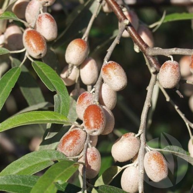 Silverberry (Elaeagnus Angustifolia) 20 seeds (#134)