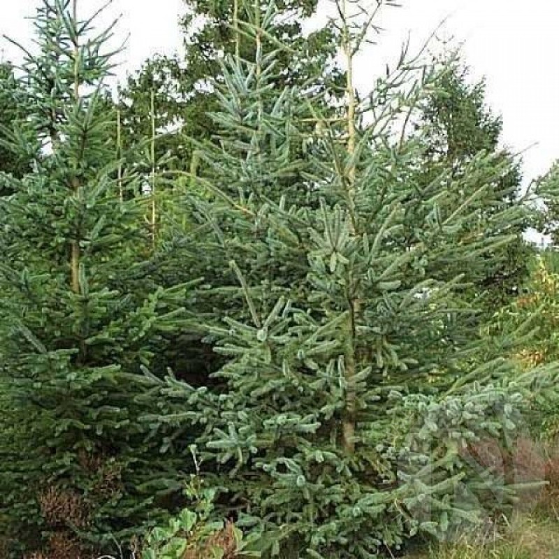 Eglė sitkinė (Picea Sitchensis) sėklos - 20 vnt. (#480)