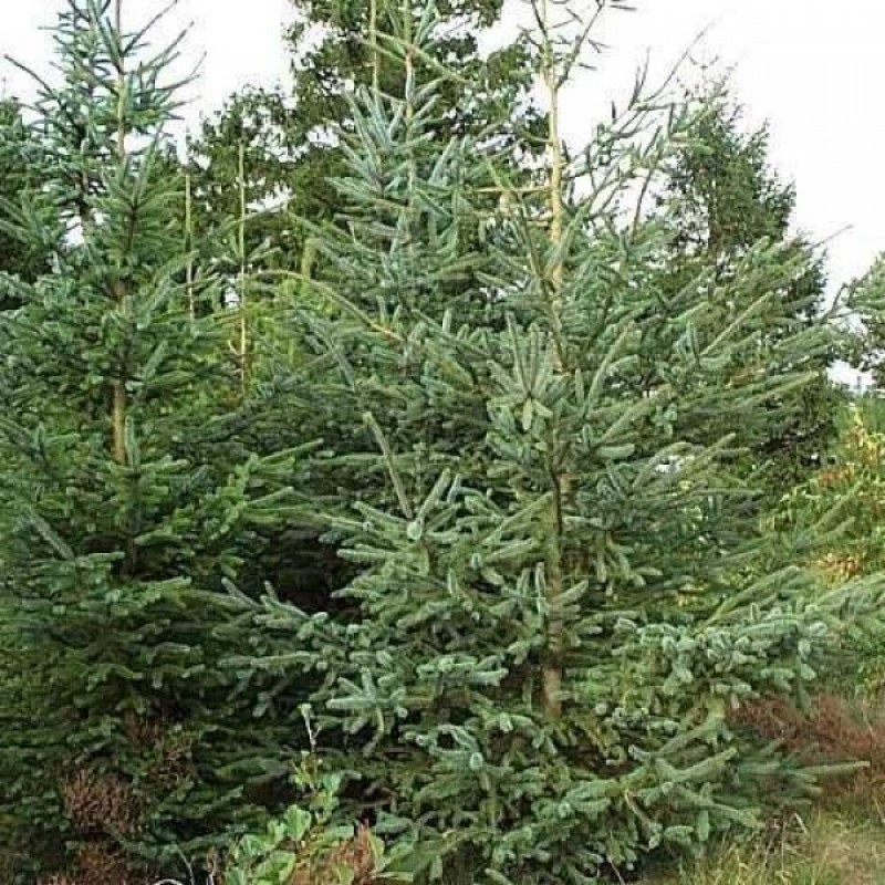 Eglė sitkinė (Picea Sitchensis) sėklos - 30 vnt. (#480)