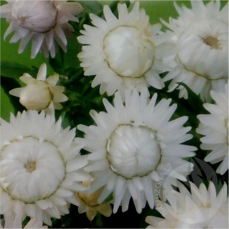 Straw Flower (Helichrysum Bracteatum White) 400 seeds (#1107)