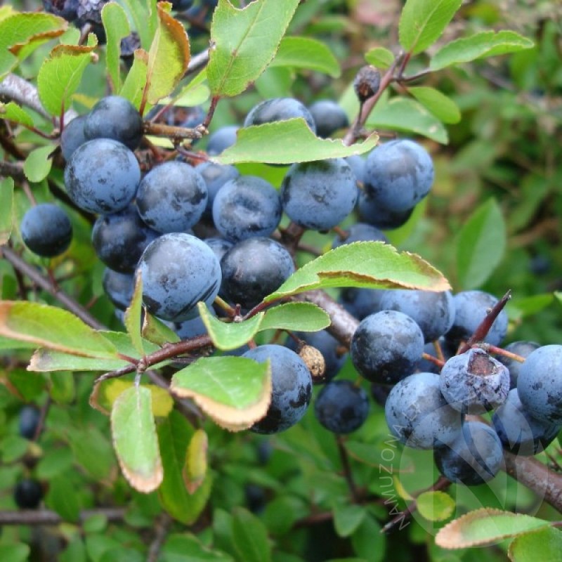 Blackthorn / Sloe (Prunus Spinosa) 10 seeds (#79)