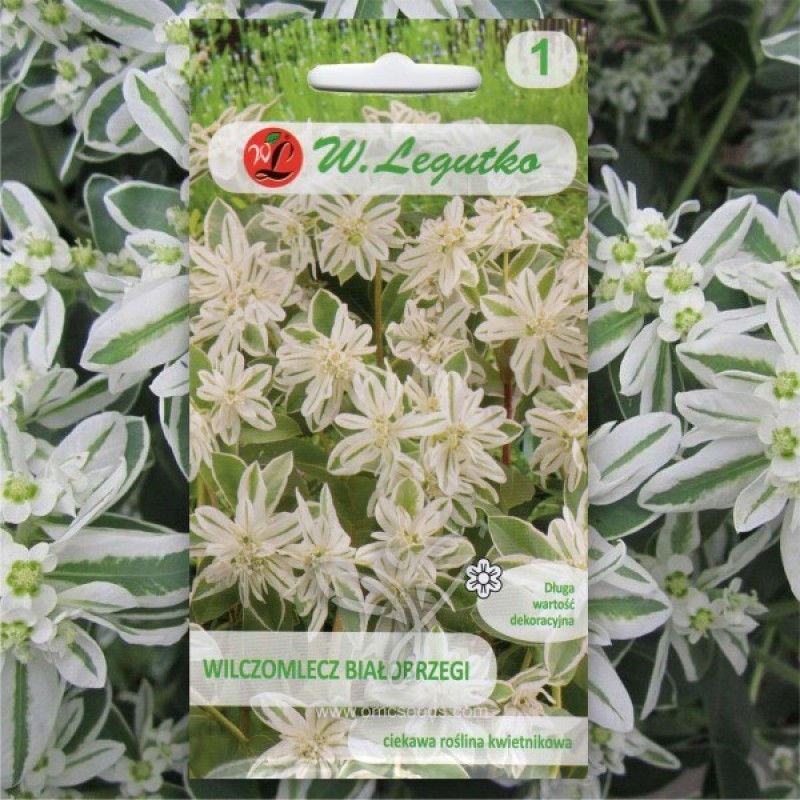 Snow-on-the-mountain (Euphorbia Marginata) 20 seeds (#2340)