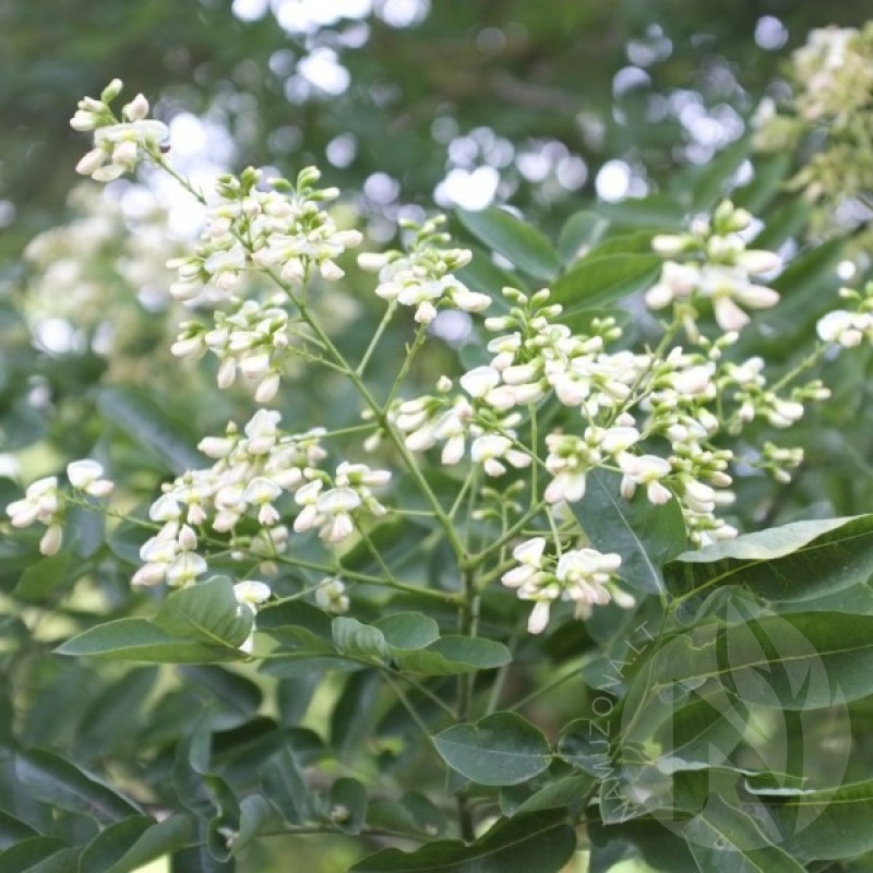 Sofora japoninė (Sophora Japonica) sėklos - 10 vnt. (#158)
