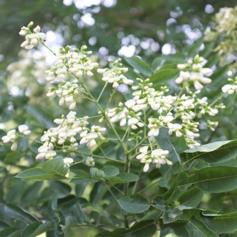 Sofora japoninė (Sophora Japonica) sėklos - 10 vnt. (#158)