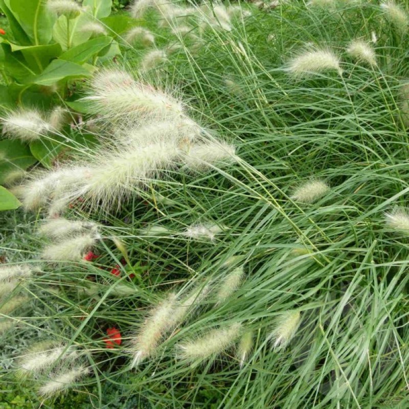 Soruolė plaukuotoji (Pennisetum Villosum) sėklos - 12 vnt. (#998)