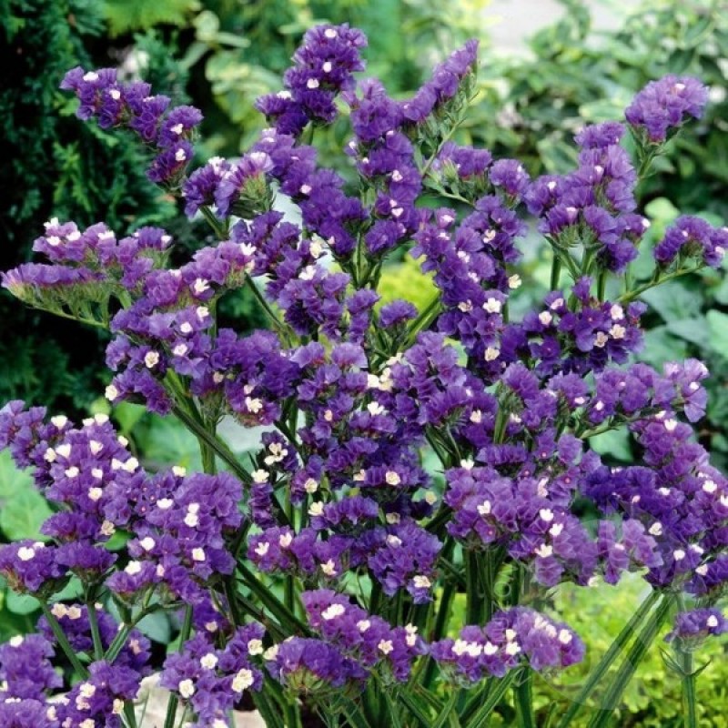 Kermėkas (Limonium Sinuatum mėlynas-violetinis) sėklos - 30 vnt. (#2342)