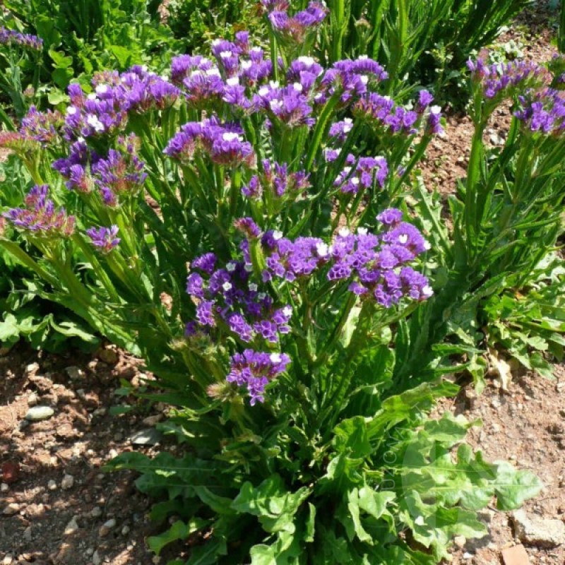 Statice (Limonium Sinuatum blue-violet) 30 seeds (#2342)