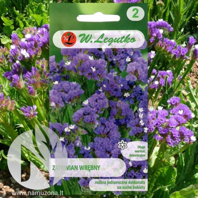 Statice (Limonium Sinuatum blue-violet) 30 seeds (#2342)