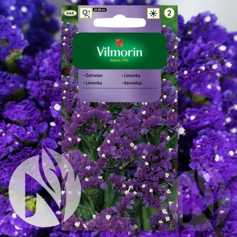 Statice (Limonium Sinuatum violet) 25 seeds (#1077)