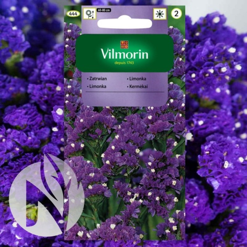 Statice (Limonium Sinuatum violet) 25 seeds (#1077)
