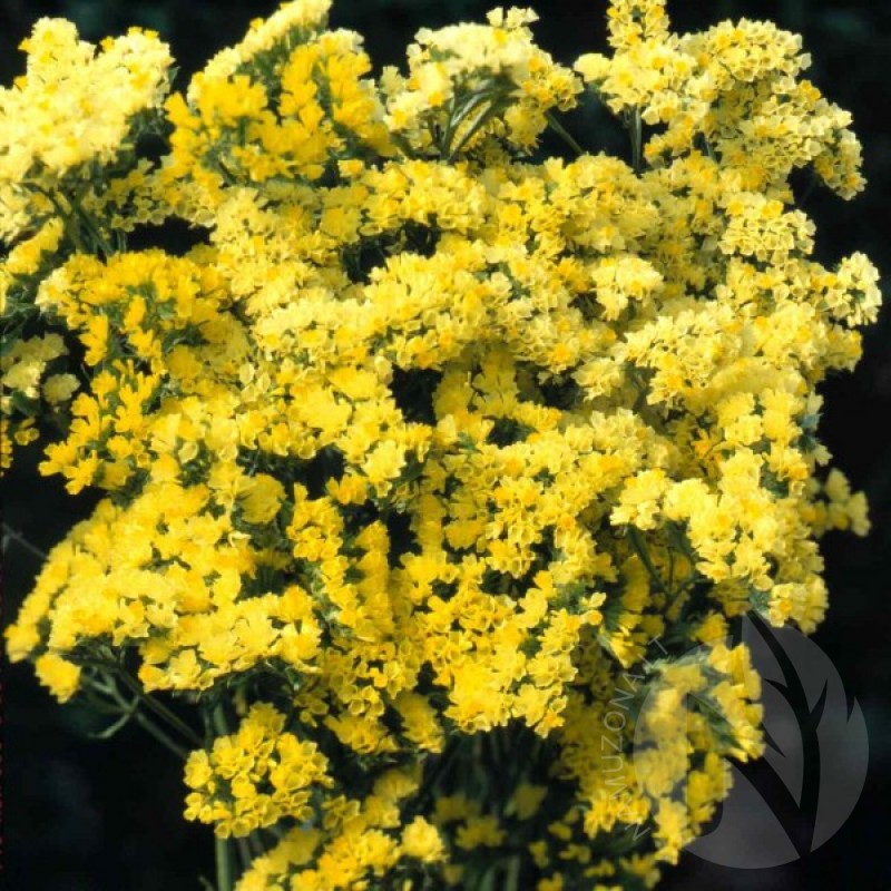 Kermėkas karpytalapis (Limonium Sinuatum geltonas) sėklos - 60 vnt. (#1071)