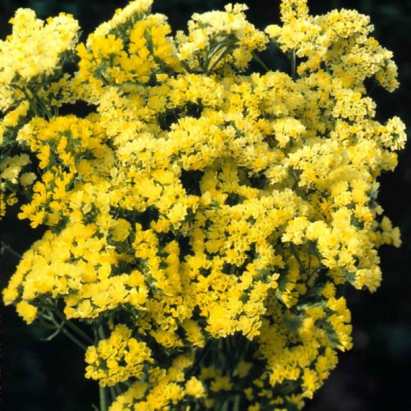 Kermėkas karpytalapis (Limonium Sinuatum geltonas) sėklos - 60 vnt. (#1071)