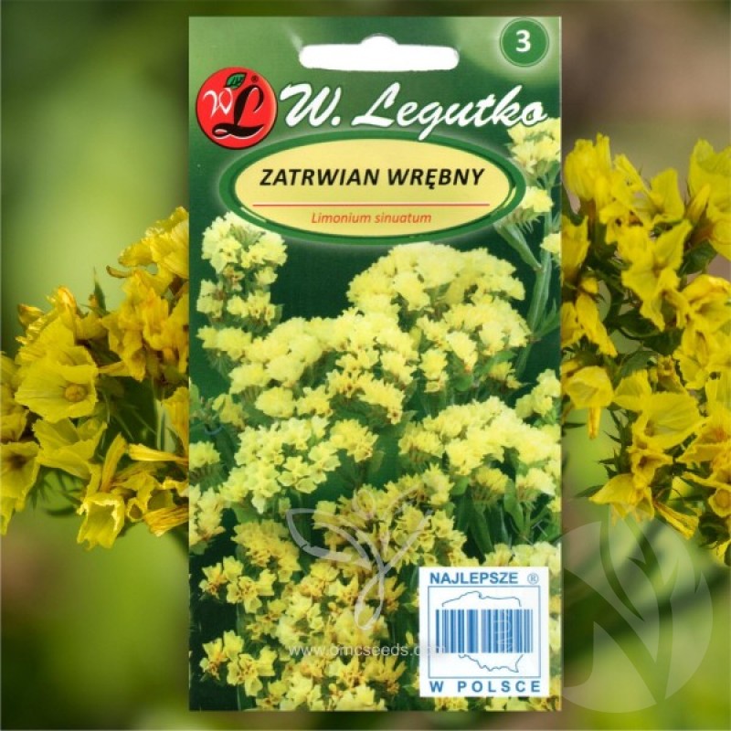 Statice (Limonium Sinuatum yellow) 60 seeds (#1071)