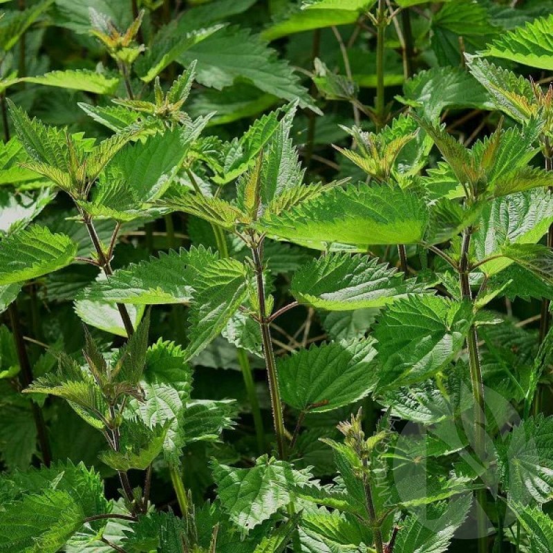 Stinging Nettle (Urtica Dioica) 250 seeds (#2251)