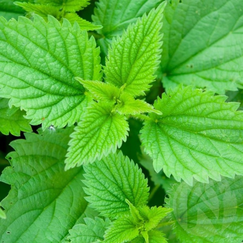 Stinging Nettle (Urtica Dioica) 250 seeds (#2251)