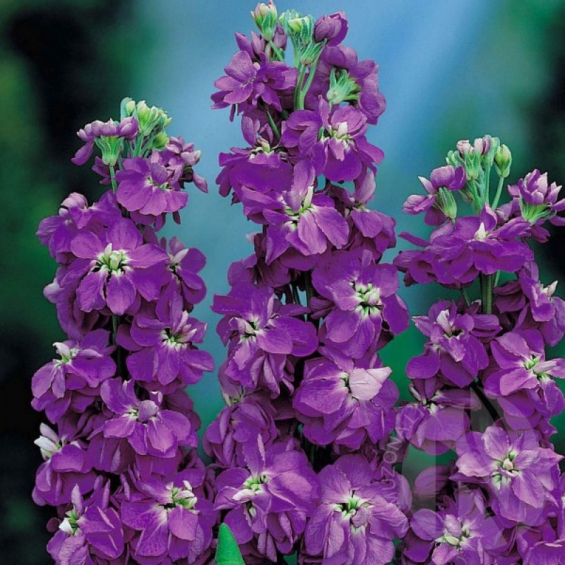 Leukonija vasarinė (Matthiola Incana Mammouth violetinė) sėklos - 100 vnt (#1808)