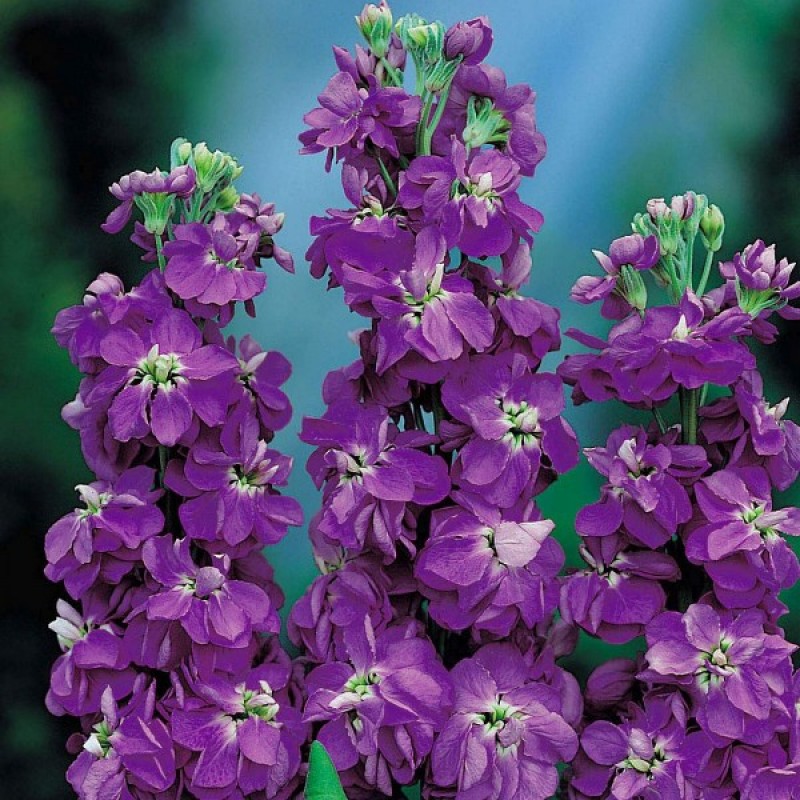 Stock (Matthiola Incana Mammouth violet) 100 seeds (#1808)