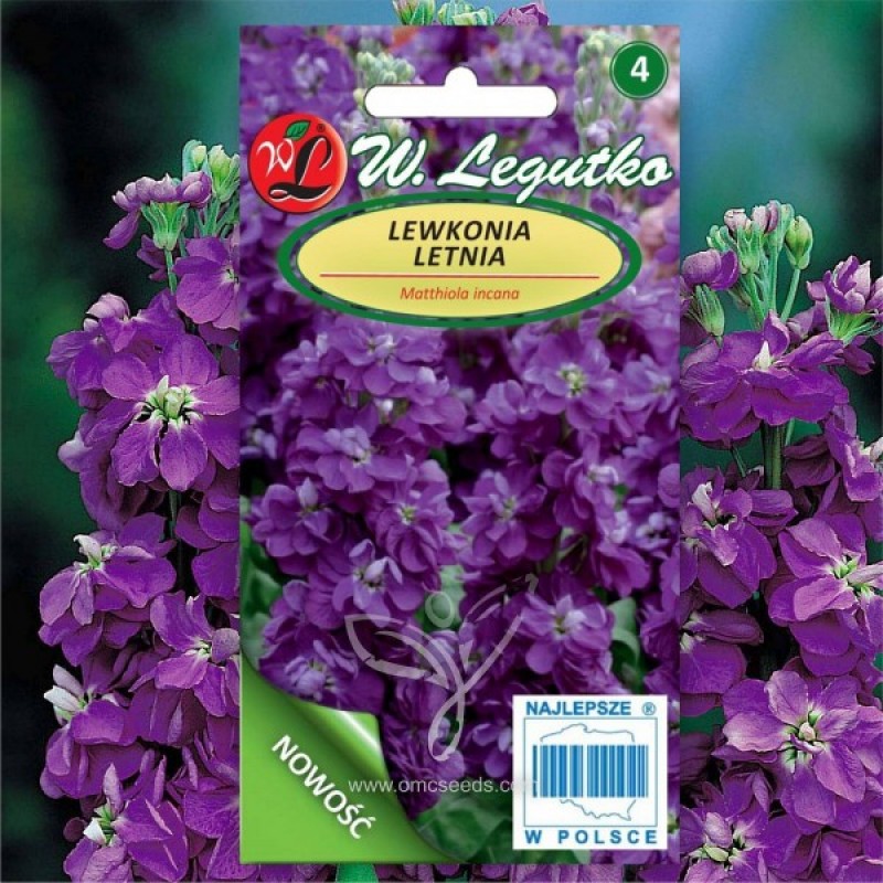 Stock (Matthiola Incana Mammouth violet) 100 seeds (#1808)