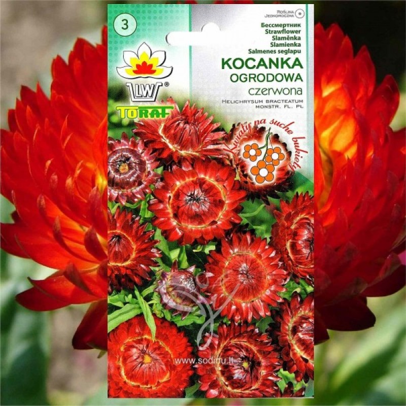 Šlamutis darželinis (Helichrysum Bracteatum Raudonas) sėklos - 400 vnt (#1890)