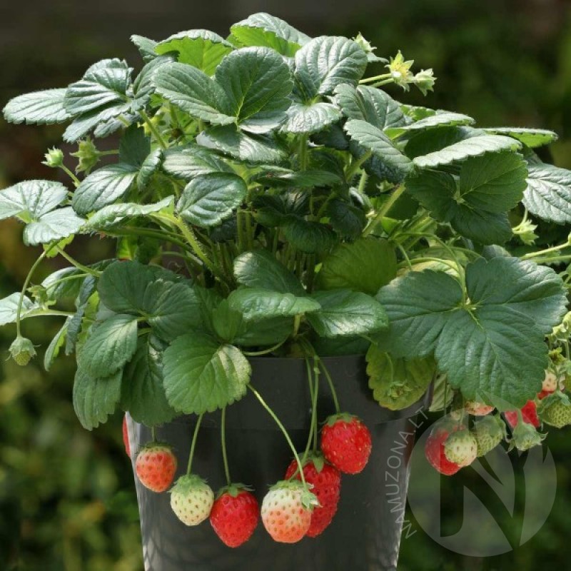 Strawberry for pots (Fragaria x ananassa Temptation) 50 seeds