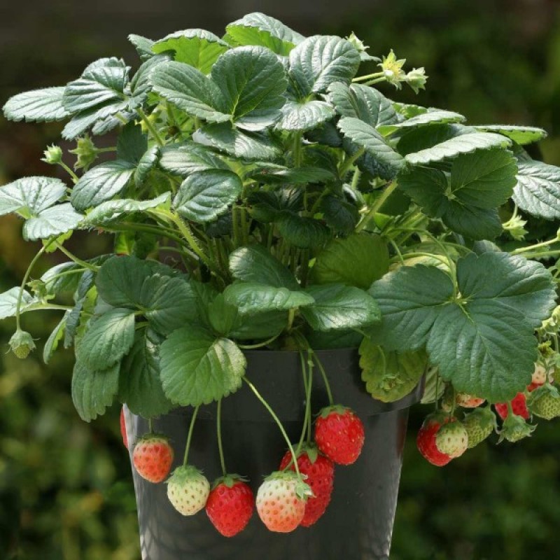 Strawberry 'Temptation' Seeds Large Sweet Edible Berries Fragaria x ananassa 