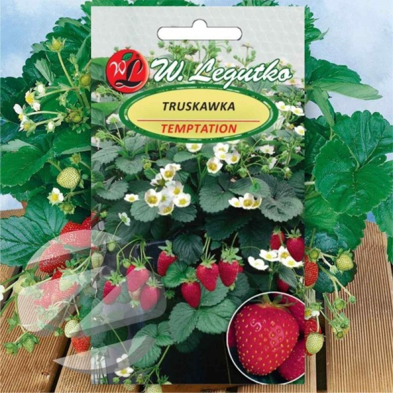 Strawberry for pots (Fragaria x ananassa Temptation) 50 seeds
