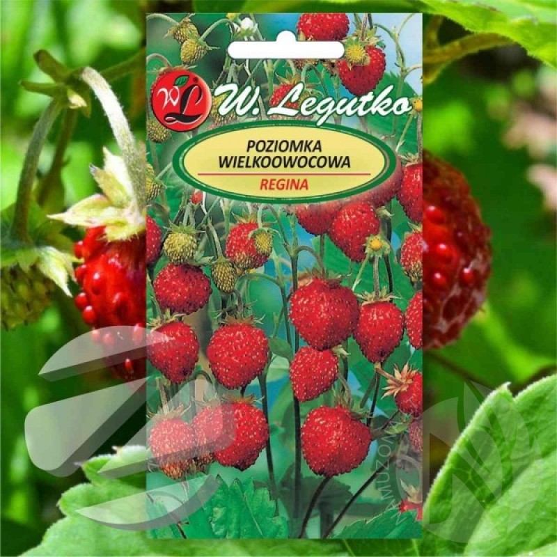 Strawberry (Fragaria Vesca Regina) 150 seeds