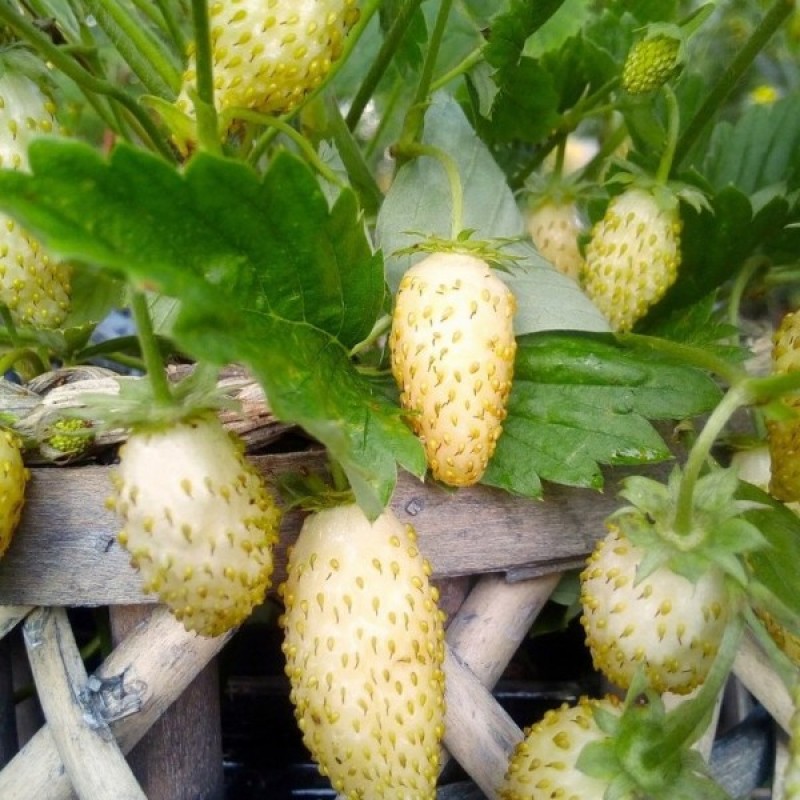 Strawberry (Fragaria Vesca Yellow Wonder) 100 seeds