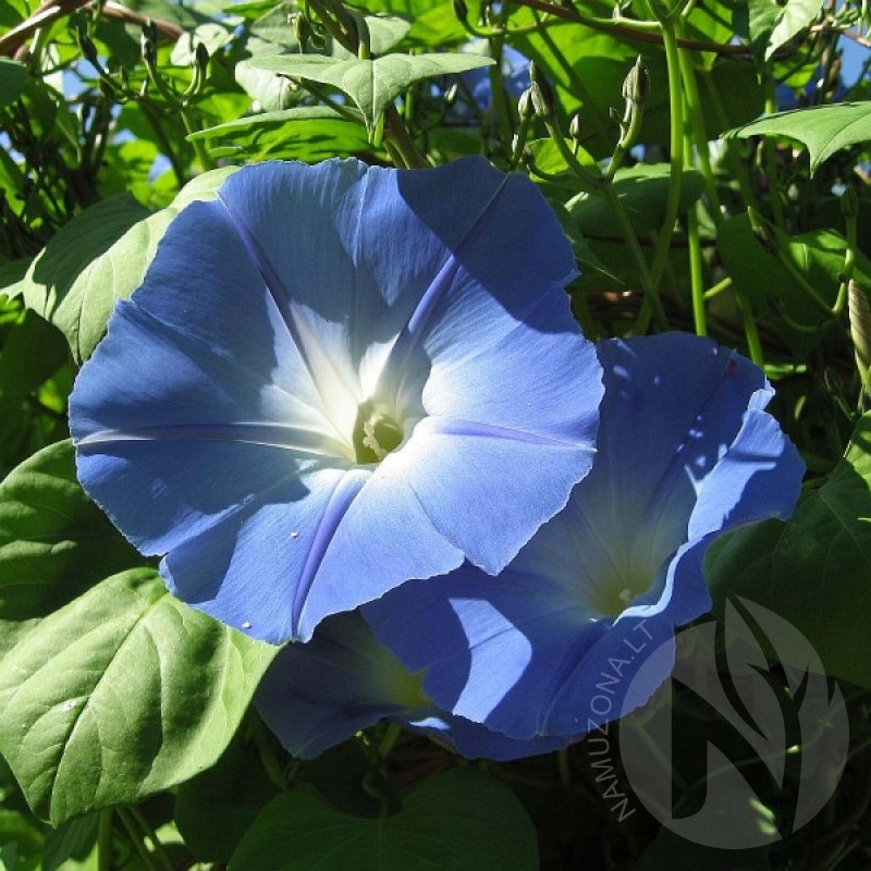 Sukutis (Ipomoea Tricolor Heavenly Blue) sėklos - 60 vnt. (#2162)