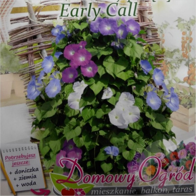 Morning Glory mix (Ipomoea Nil Early Call, for pots) 50 seeds (#1836)