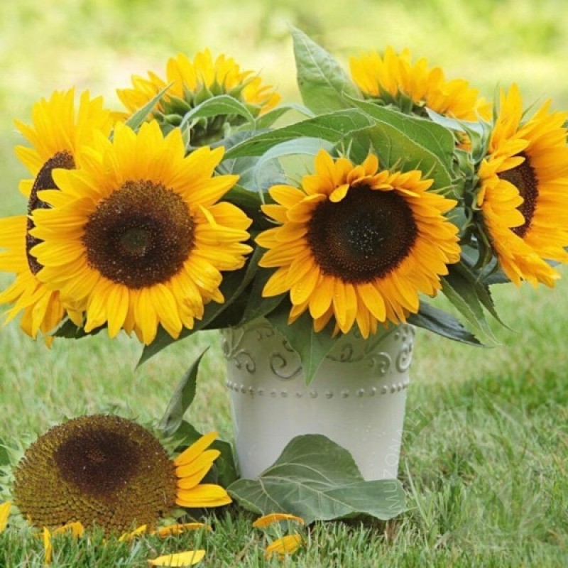 Sunflower (Helianthus Annuus Bambino) 30 seeds (#1533)