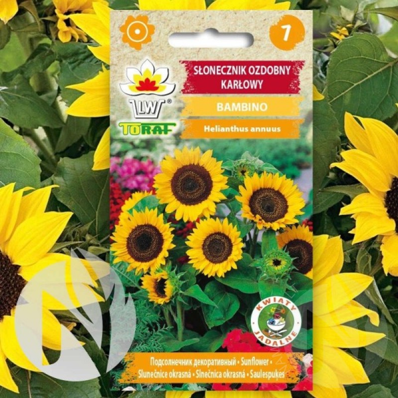 Sunflower (Helianthus Annuus Bambino) 30 seeds (#1533)