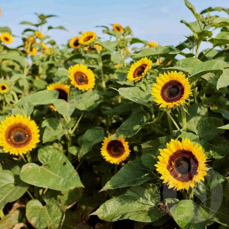 Sunflower (Helianthus Annuus Taiyo) 40 seeds (#918)