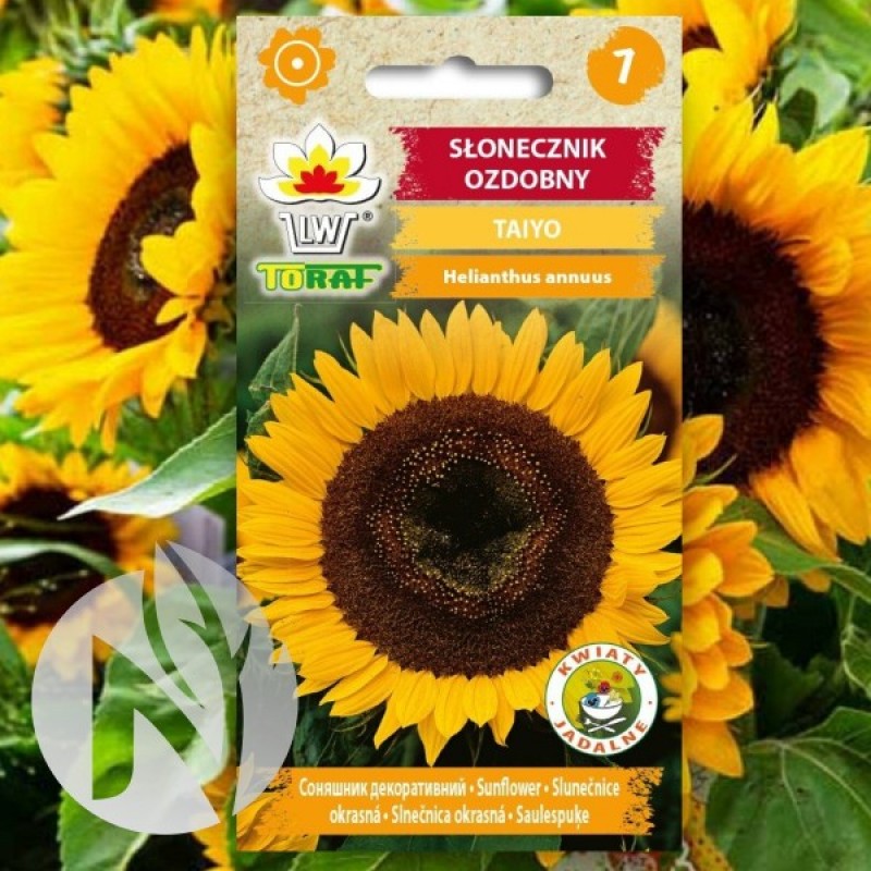 Sunflower (Helianthus Annuus Taiyo) 40 seeds (#918)