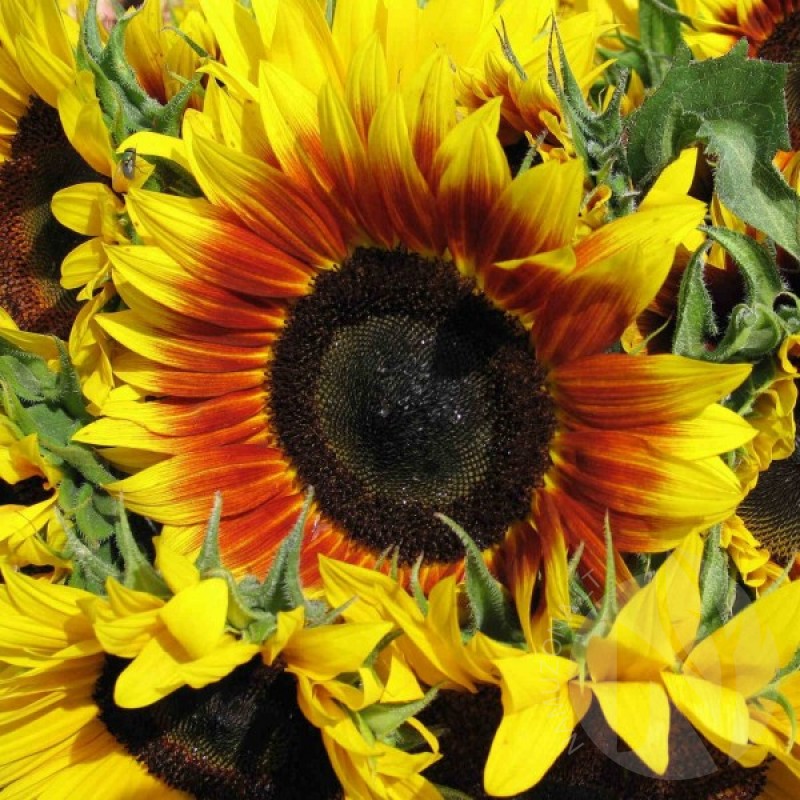Sunflower (Helianthus Annuus Twilight Zone) 15 seeds (#1653)