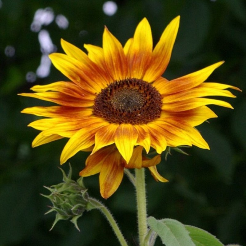 Sunflower (Helianthus Annuus Twilight Zone) 15 seeds (#1653)