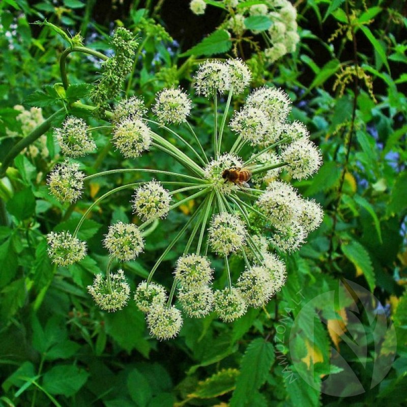 Angelica (Angelica Archangelica) 50 seeds