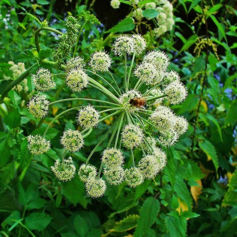 Šventagaršvė vaistinė (Angelica Archangelica) sėklos - 50 vnt