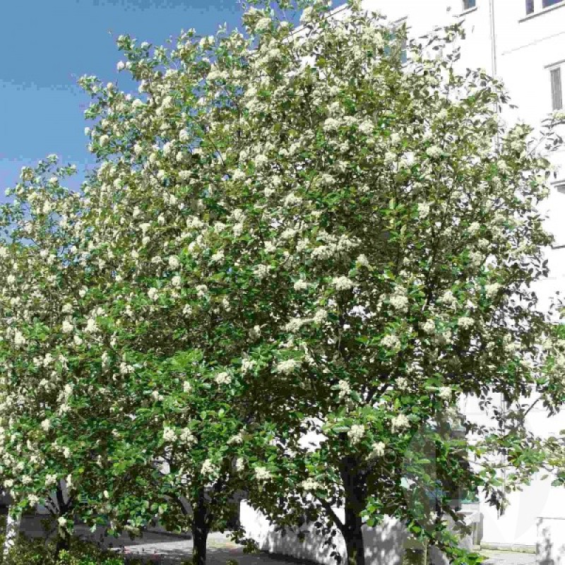 Swedish whitebeam (Sorbus intermedia) 10 seeds (#823)