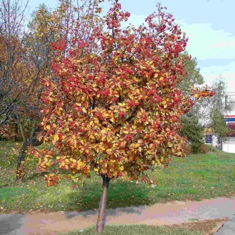 Šermukšnis švedinis (Sorbus intermedia) sėklos - 10 vnt. (#823)