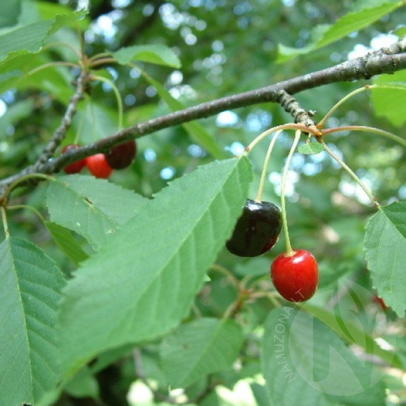 Tręšnė (Prunus Avium) sėklos - 15 vnt