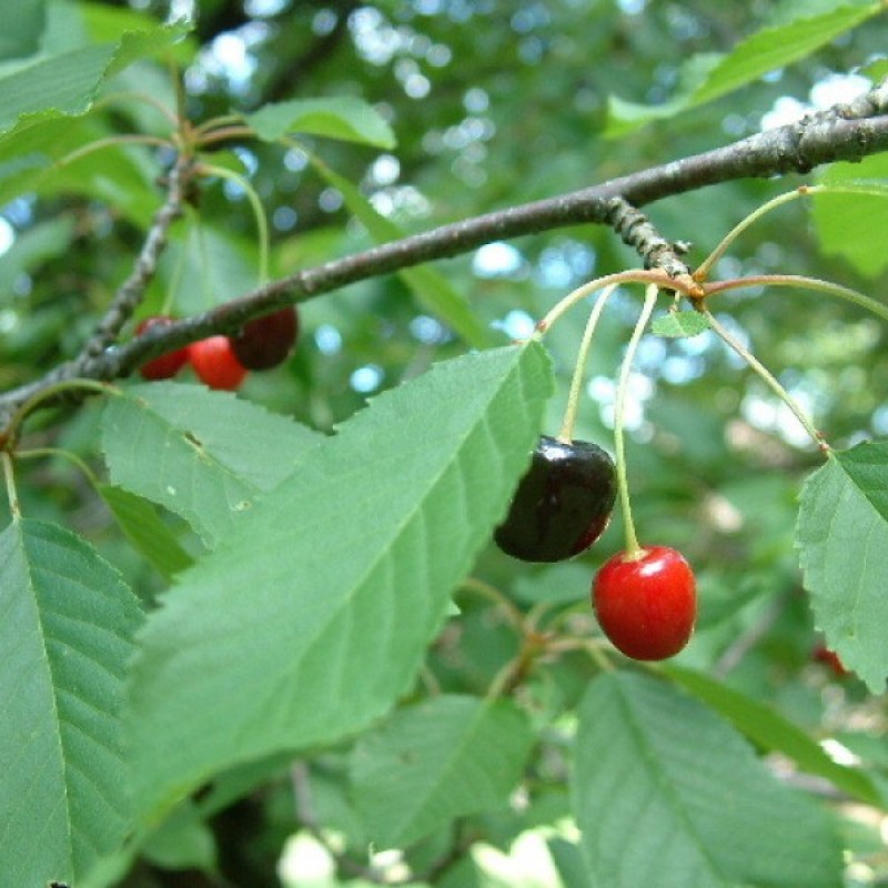 Tręšnė (Prunus Avium) sėklos - 15 vnt